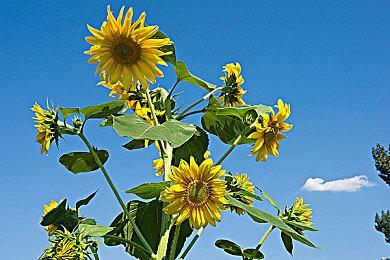 《吸血鬼幸存者》发布新宣传片 推出官方wiki