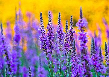 拉瑞安总监大赞《刺客信条：影》的战斗系统调整